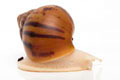 Achatina achatina achatina Nigeria F1 typ 2 albino body juvenil